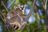 Lemur kata (Lemur catta), rezervace Anja